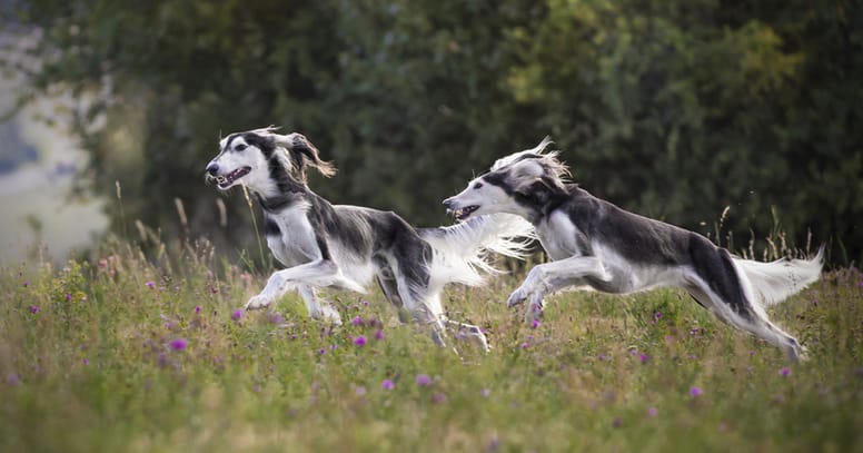 Wie Schnell Ist Der Schnellste Hund Der Welt Schnellster Hund der Welt: Diese Rasse hält den Rekord